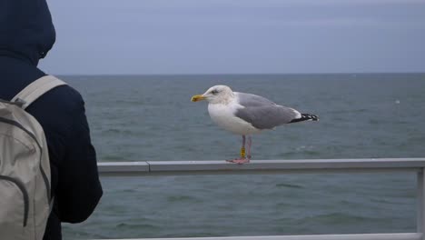 seagull watches people from a railing by water