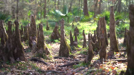Bald-cypress-air-roots-growing-out-of-the-fertile-forest-floor-in-this-unique-ecosystem---low-angle-push-in