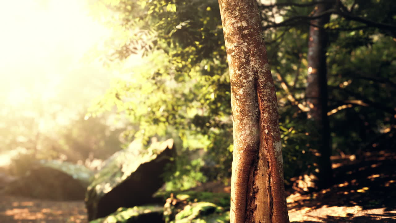 열대 숲 에서 빛 으로 빛나는 나무 가 나타나는 눈에 띄는 풍경