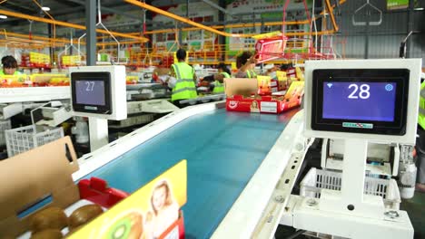 kiwi fruit processing and packaging in a modern factory