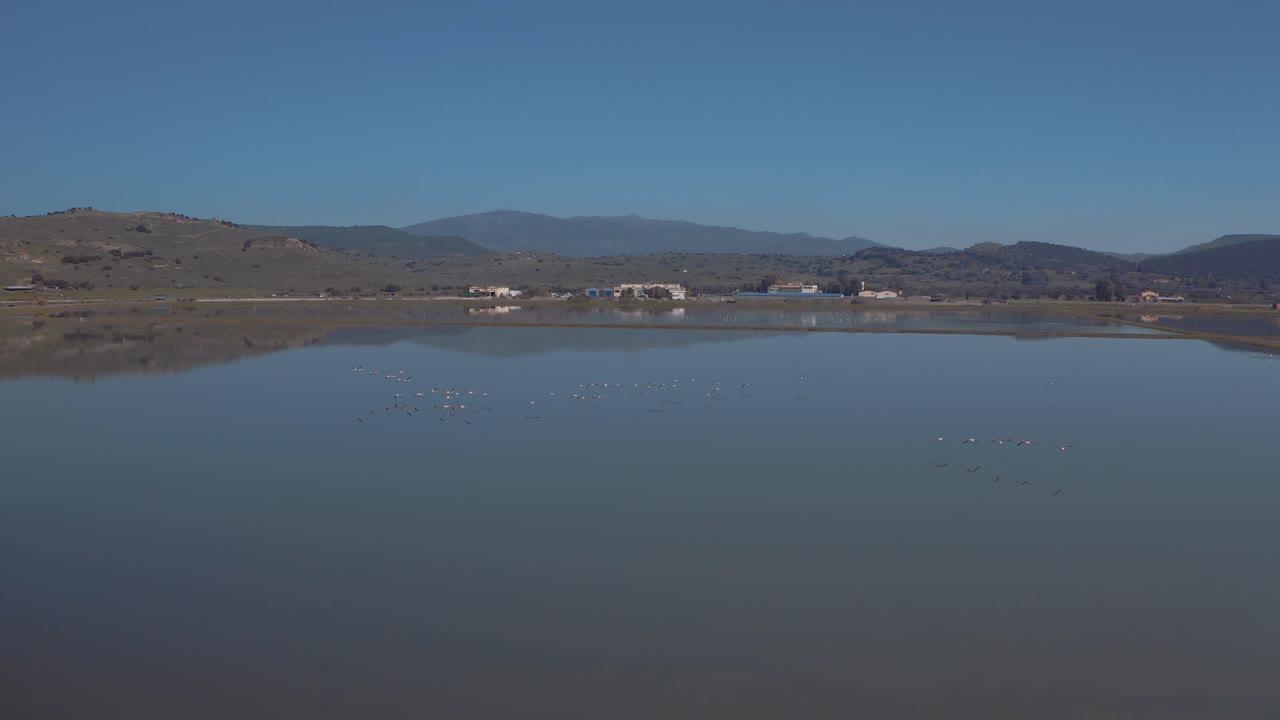 Waterbirds Flying Over The Calm Lake On A Sunny Day - slow panning shot