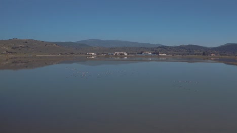waterbirds flying over the calm lake on a sunny day - slow panning shot