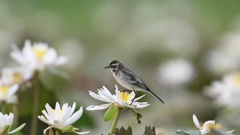 Grey-wagtail-on-water-lily-flower