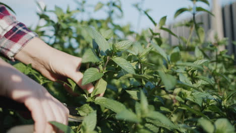 Man-cutting-mint-shoots-for-a-cocktail