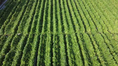 vista aérea de melón cantalupo y sandía que crecen en campos en indonesia