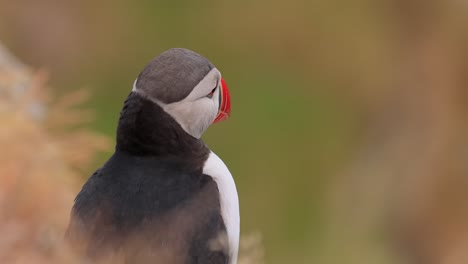 atlantic puffin (fratercula arctica), on the rock on the island of runde (norway).