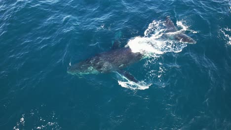 vista aérea de la ballena jorobada soplando agua a través de su respiradero en australia