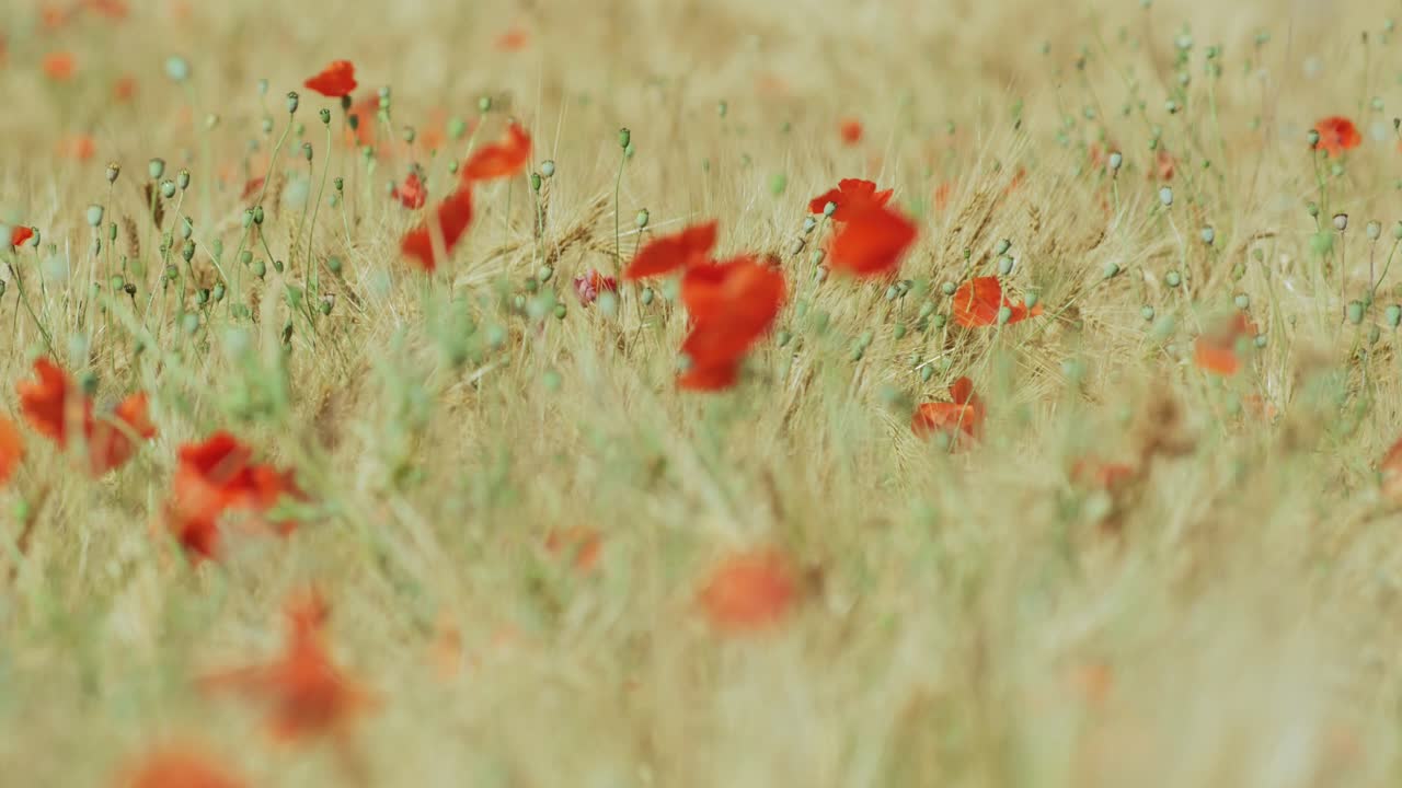 grain field with poppy telephoto tilt down and rack focus