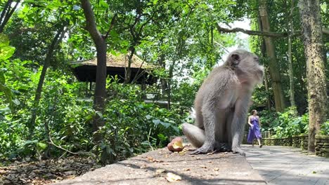 closeup of a monkey sitting on a stone ledge, natural surroundings, observing its surroundings as tourists walk along sidewalk