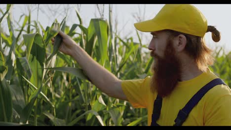 farmer inspecting corn plants