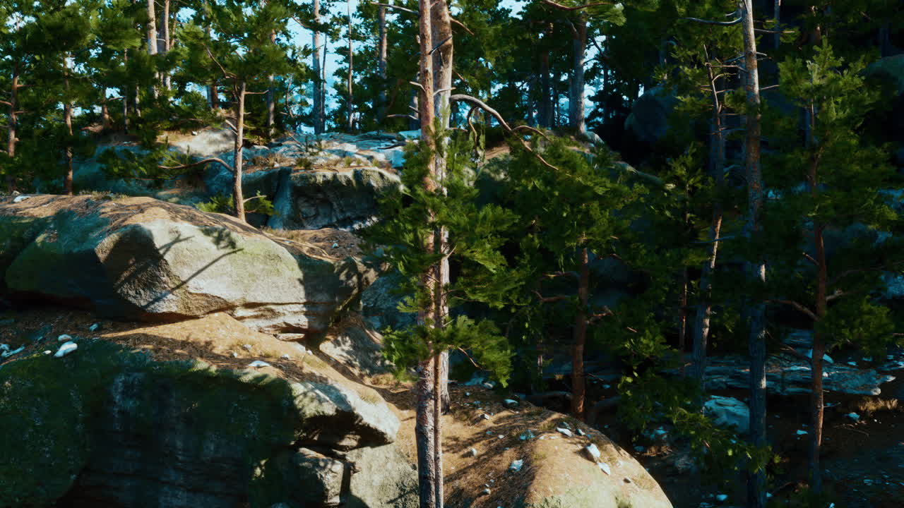 bosque de pinos con grandes rocas