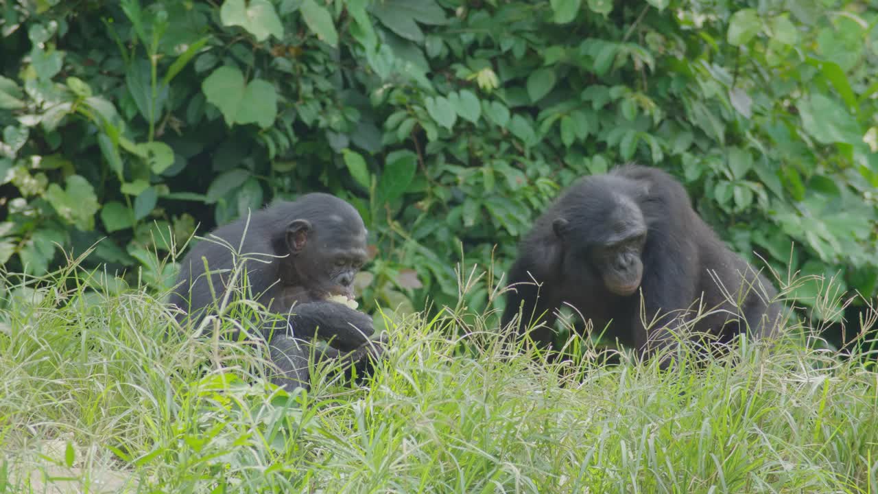 Due bonobo, di cui uno mangia frutta e la assapora con gusto, in una fitta foresta tropicale di tipo savana nel Congo.