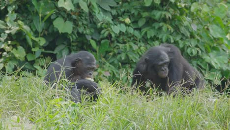 two bonobos but one eating fruit and enjoying it nicely, in a dense savannah type of tropical forest in the congo