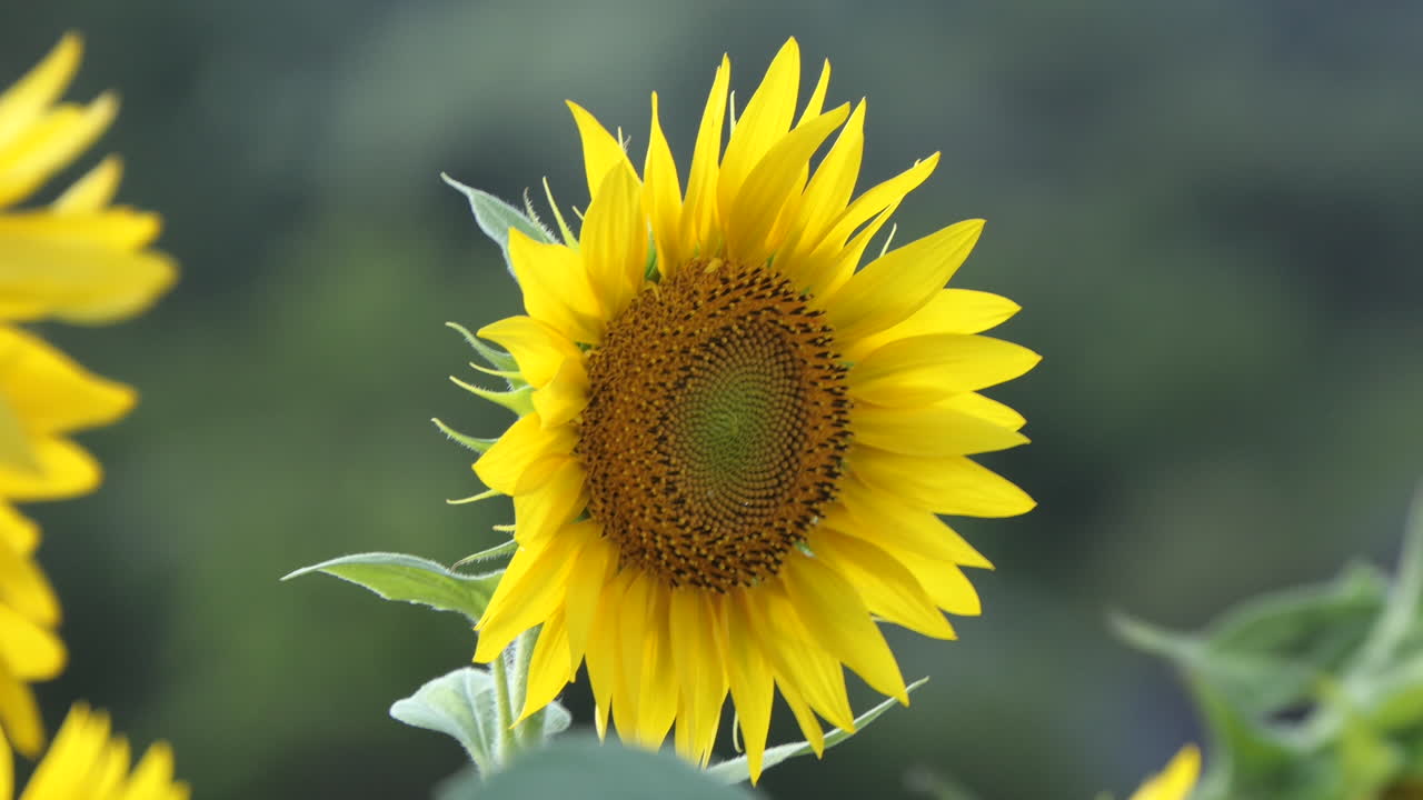girasol balanceándose en el viento, primer plano de la joven flor amarilla