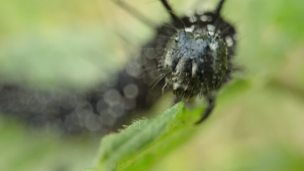 Caterpillar of peacock butterfly on foliage establishing natural insect detailed life feeding and crawling