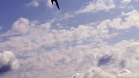 Western-house-martin-flying-against-a-beautiful-sky-full-of-white-clouds