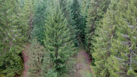 Drohnenaufnahme-Eines-Kleinen-Flusses-In-Einem-Wald-In-Deutschland