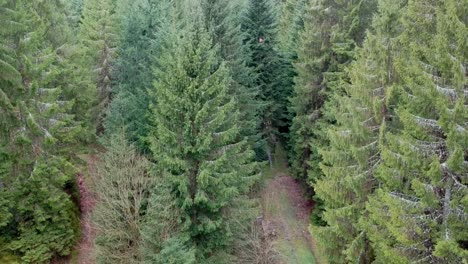 drone shot of a small river in a forest in germany