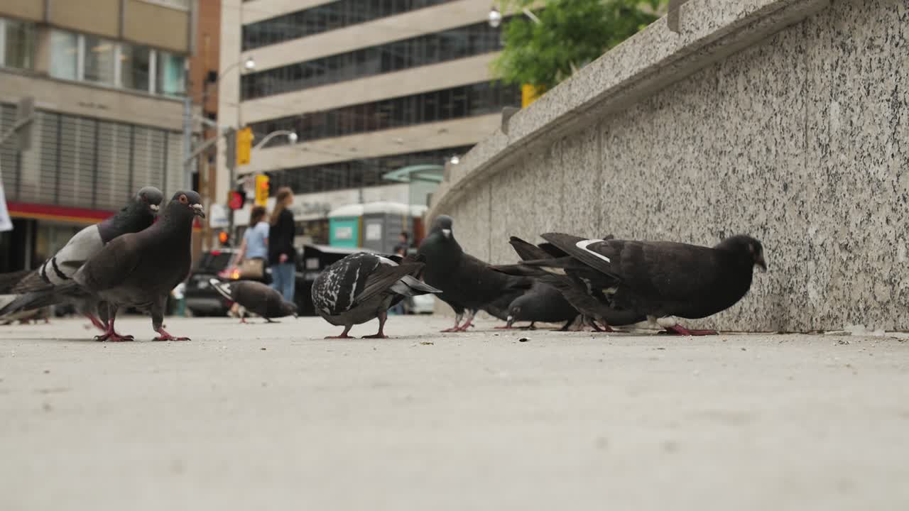 Pidgeons feeding in Toronto, Ontario, Canada