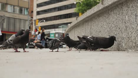 pidgeons feeding in toronto, ontario, canada