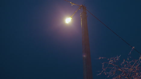 tree branches covered in ice glowing under streetlight, creating serene winter scene with soft lamppost light highlighting icy branches against dark night sky