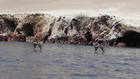 pelicans flying low at the pacific coast of paracas peru