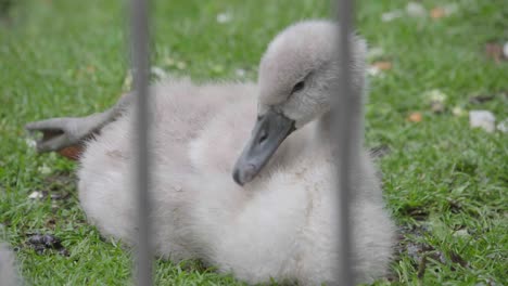 a lovely grey cygnet swan relaxes on grass behind metal railings