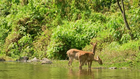 two eld's deer standing in shallow water