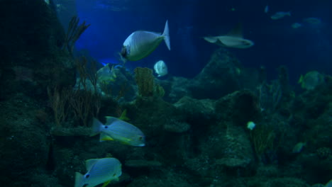 underwater world: exploring a vibrant coral reef
