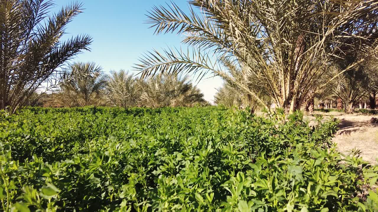 Cezayir'in Biskra bölgesindeki Deglet Nour hurma bahçesi.