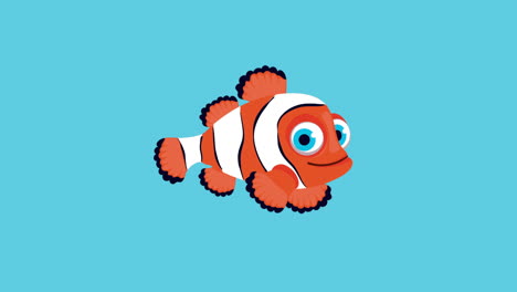 ornamental clownfish swiming sealife animation