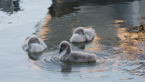 group of young swans floating gently on calm water