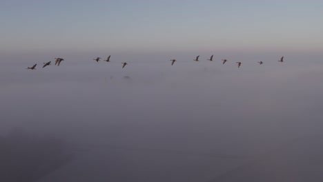 foggy morning in netherlands with flock of birds flying through sky, sunrise