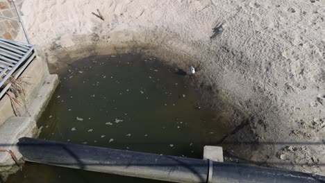 seagull near polluted stormwater drain on sandy beach