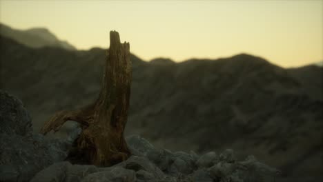 dead pine tree at granite rock at sunset