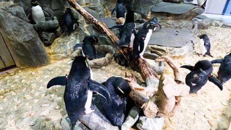 penguins socializing and exploring their habitat