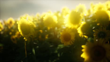 sunflower field on a warm summer evening