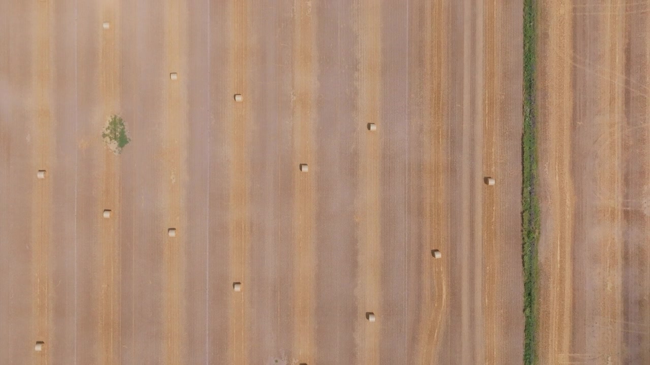 Una ripresa verticale dall'alto sorvola le precise strisce parallele di un campo di grano appena raccolto in Ontario. Le linee di paglia dorata contrastano nettamente con il terreno marrone scuro