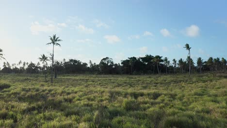 drone shot of green grass and palm trees, landscape of tropical island, tonga, polynesia