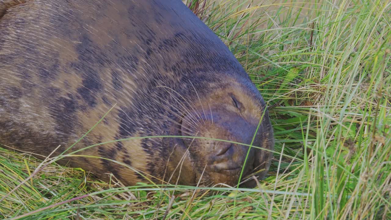 temporada de cría de focas grises del atlántico, mostrando cachorros recién nacidos con pelaje blanco, madres cuidando y uniéndose en el cálido sol de la tarde de noviembre