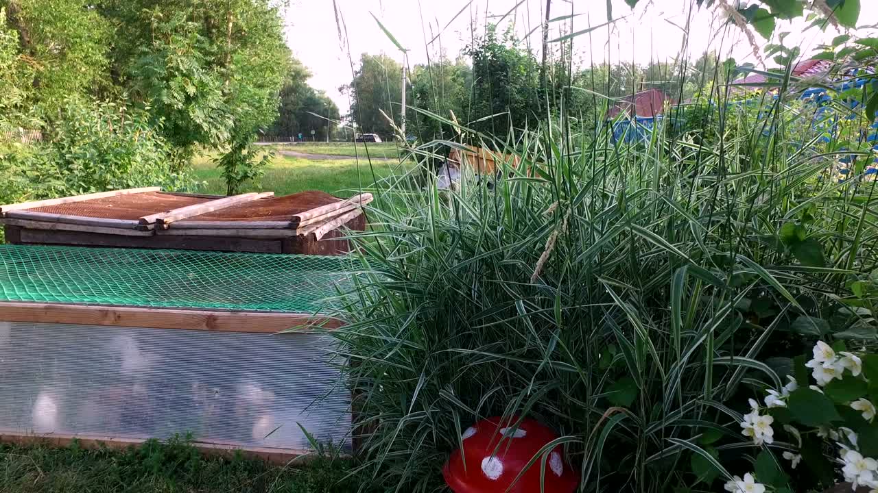 색과 회색의 새끼들이 을 걸어다니고 있습니다. 망으로 만든 작은 사냥입니다.