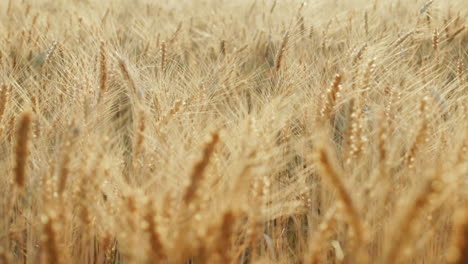 The-Yellow-Field-Is-Mature-Ready-To-Harvest-Wheat