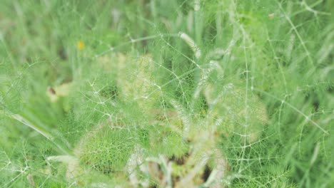 potted-Lush-green-fennel-plant-herb-growing