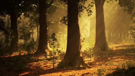 golden sunlight in a misty forest