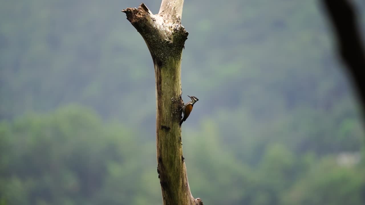 la hembra del pájaro común o dinopium javanense está frente al agujero seco del árbol en el que anida