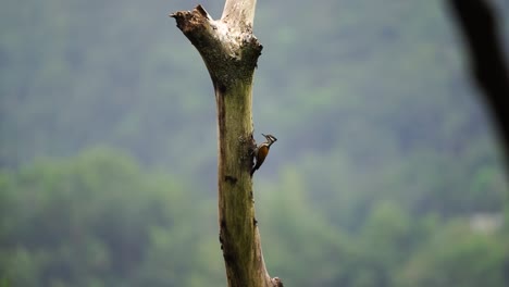 the female common flameback bird or dinopium javanense is in front of the dry tree hole in which it nests