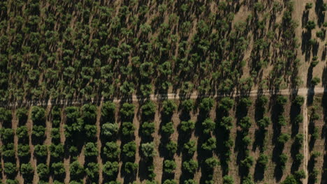a olive trees field view in apulia region, italy.