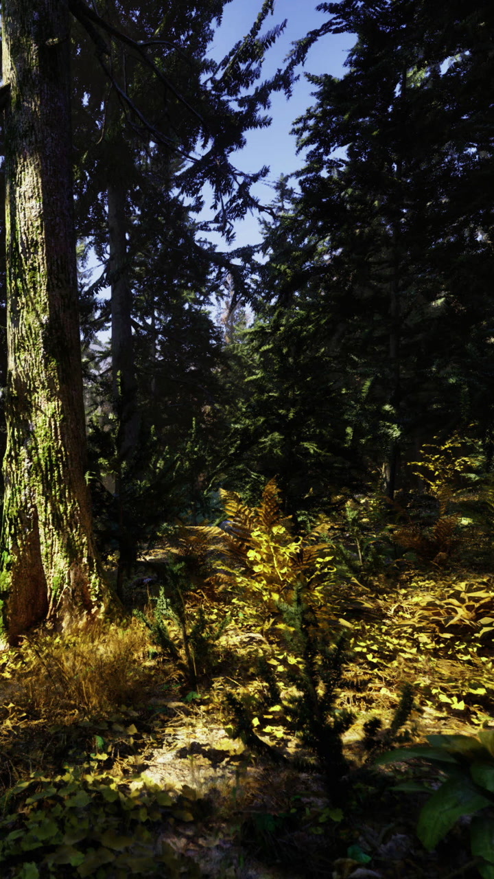 Forest scene with sunlight filtering through trees during autumn season