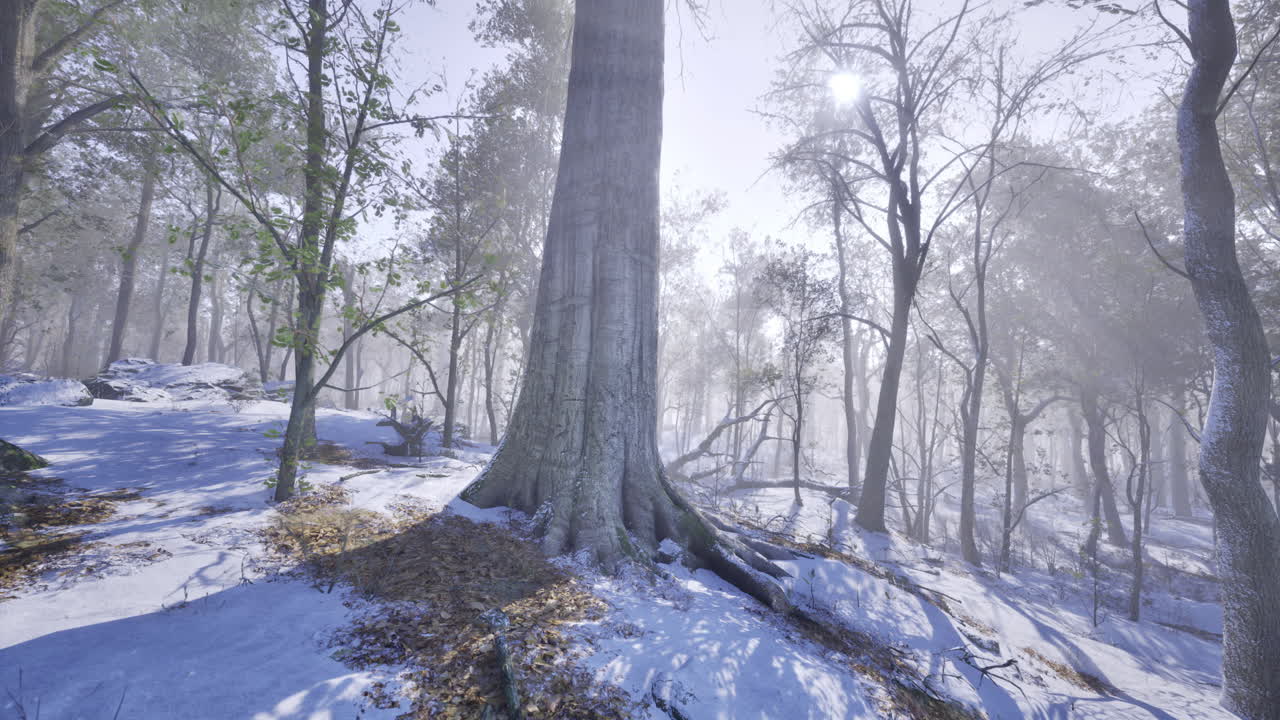 Snowy forest landscape with tall trees and sunlight filtering through branches