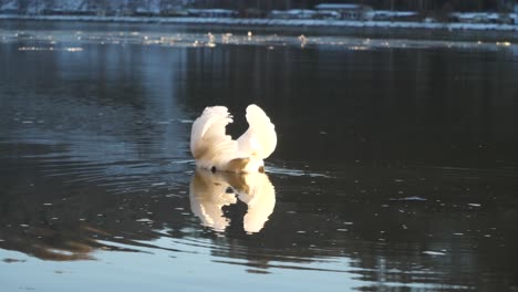 a swan swims in the danube river away from the camera